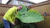 How to pot up colocasia, palms and taking softwood cuttings.