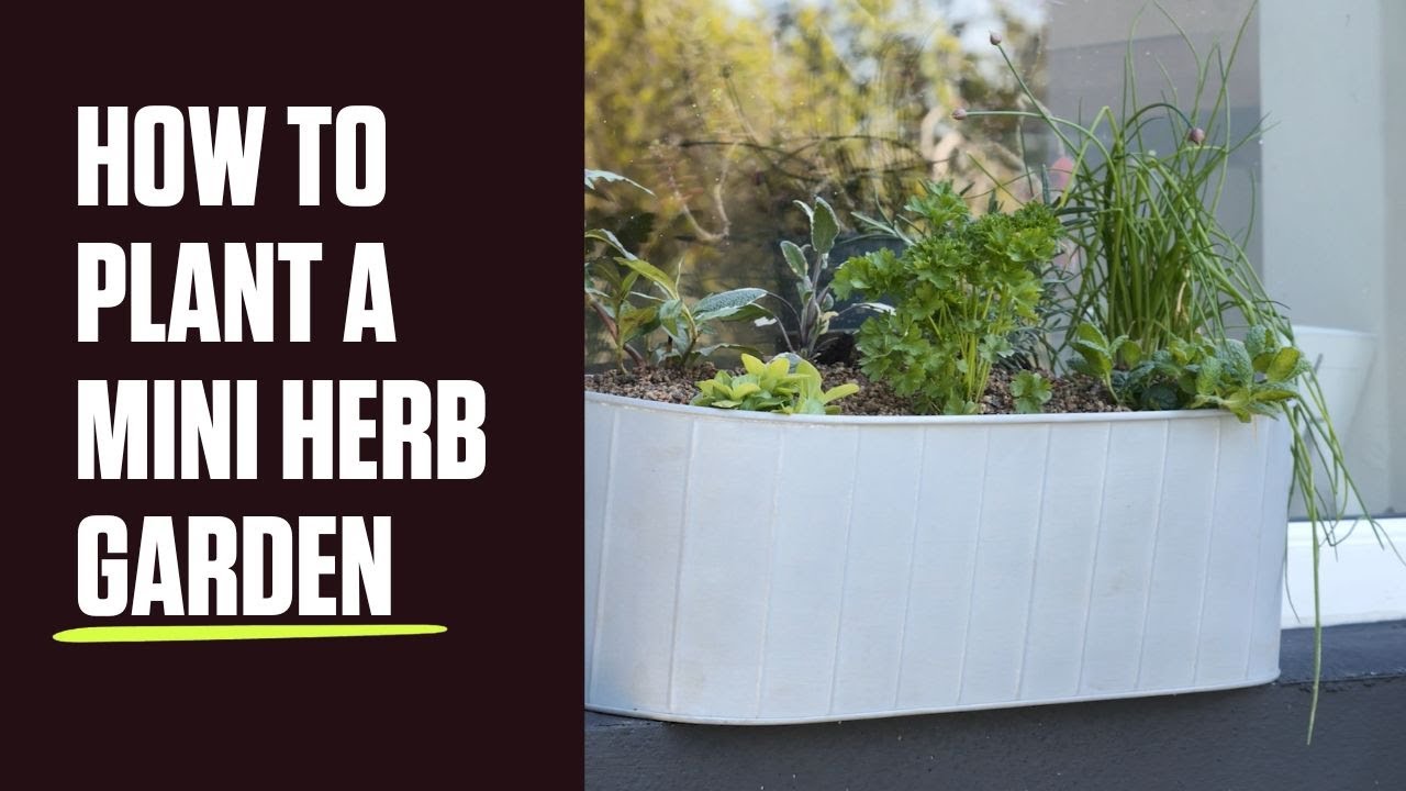 How To Plant A Mini Herb Garden YouTube how-to-grow-a-mini-meadow-growing-with-nature