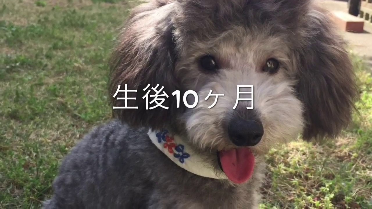 もののけ姫の名シーンを犬に演じさせてみた アフレコ付き Dog Toy Poodle Youtube