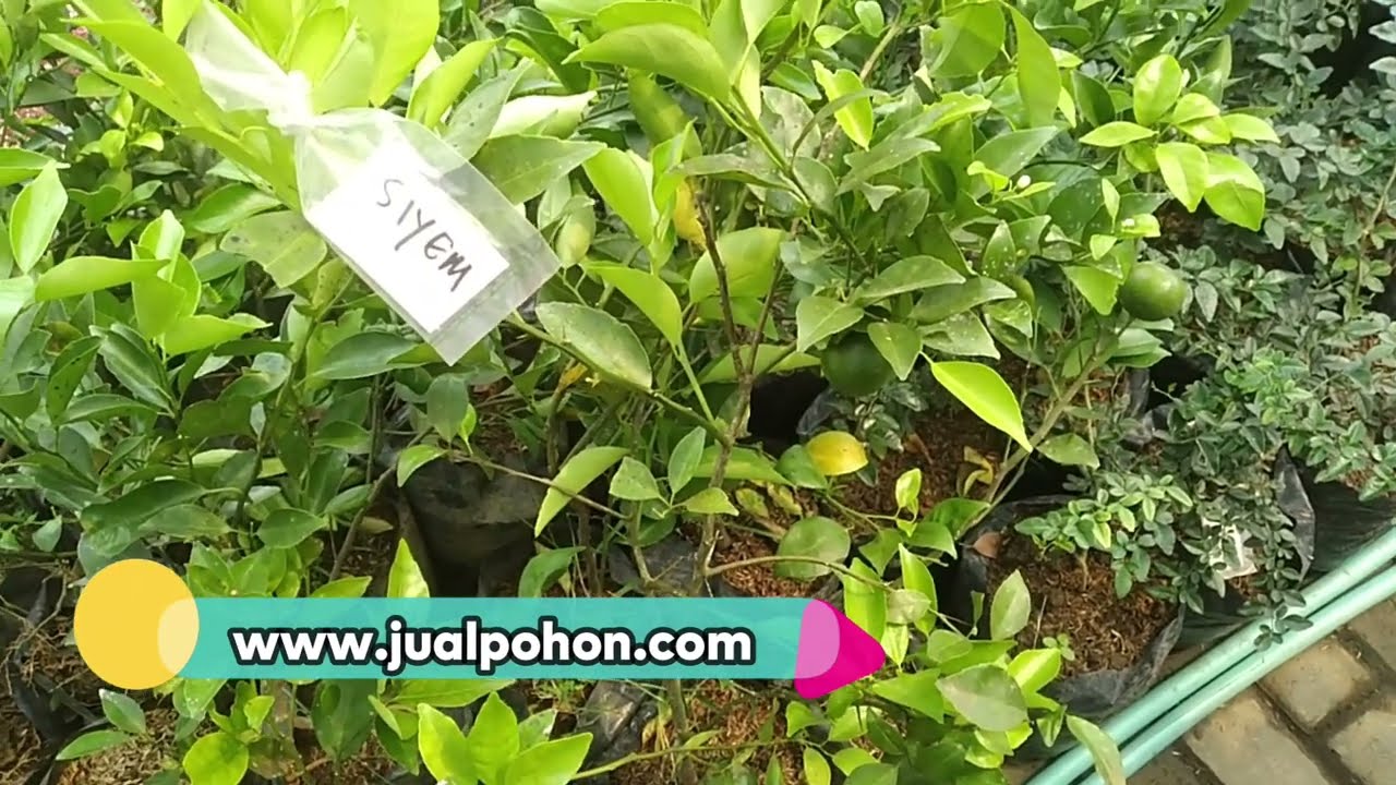 Jual Bibit Tanaman Jeruk Siem Berbuah Stok Banyak