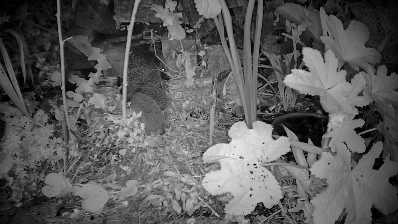 hedgehog meaning in hindi An early night for these two hoglets