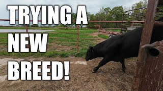 A New Heifer Bull! by Farm & Hammer 8,270 views 17 hours ago 13 minutes, 55 seconds