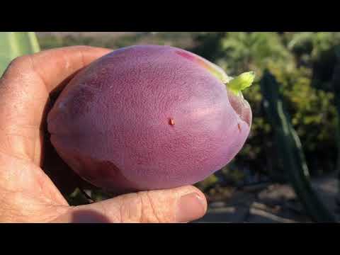 Video: Kaj je kaktus s stebri: gojenje perujskega jabolčnega kaktusa na vrtu