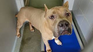 acs A674363