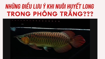HUYẾT LONG PHÔNG TRẮNG - NHỮNG ĐIỀU CẦN LƯU Ý