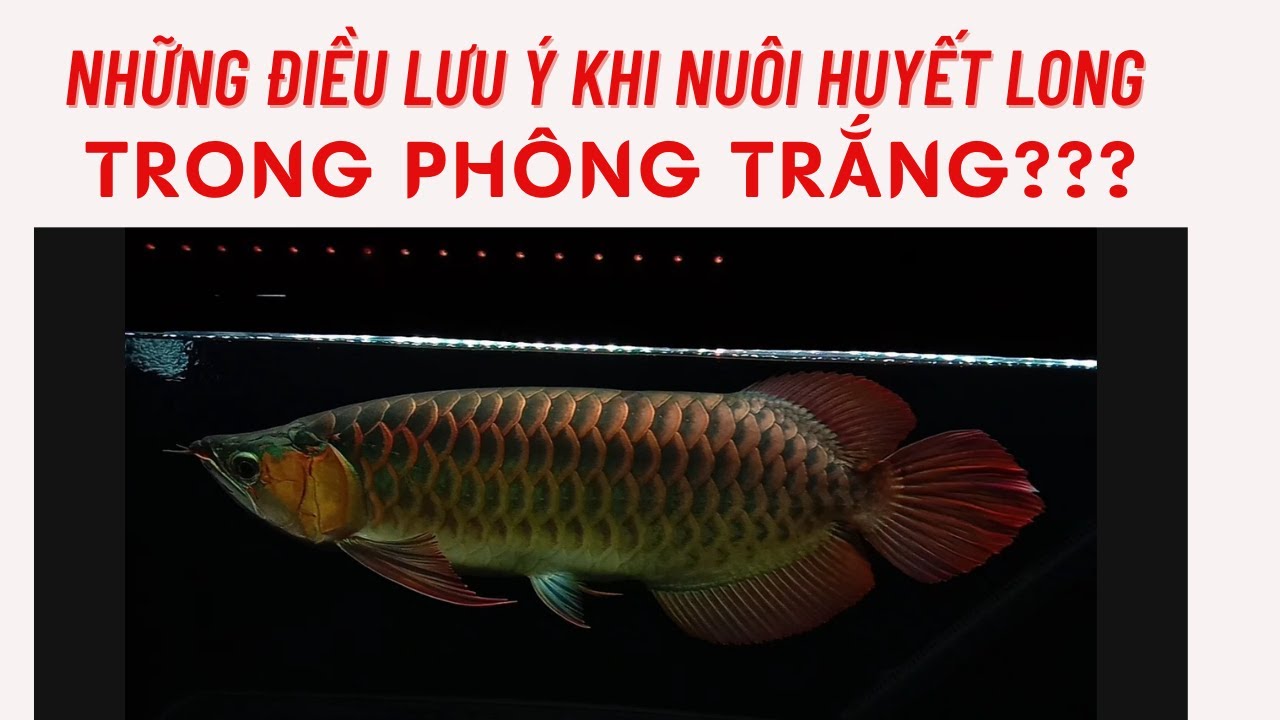 Khám phá bí quyết nuôi huyết phông trắng cho cây trồng thêm tươi tốt