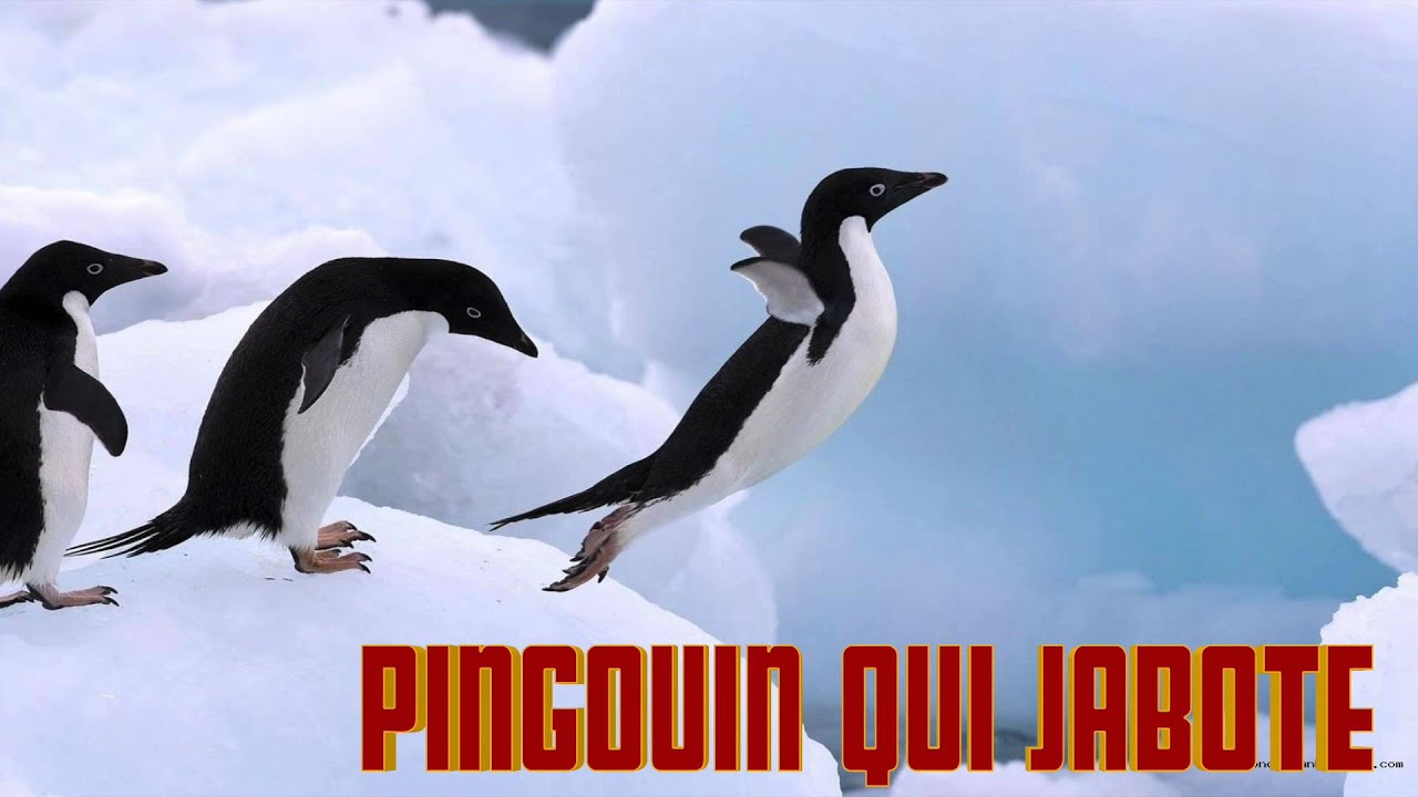 Pingouin Qui Jabote Penguin Sounds Cri Du Pingouin Verso Del Pinguino Youtube
