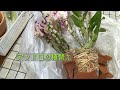 デンドロの植替え。初めての方にも分かりやすく解説してます