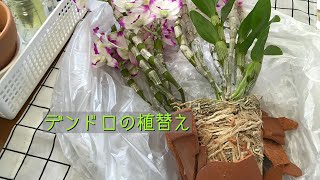 デンドロの植替え 初めての方にも分かりやすく解説してます Youtube