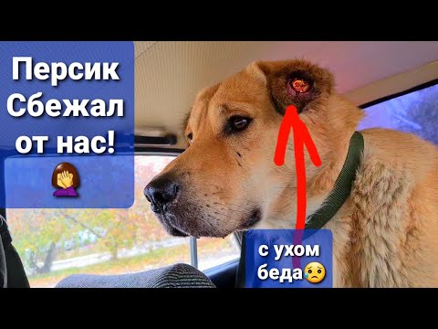 Как снять бирку с уха собаки в домашних условиях