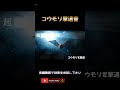 たった数秒でコウモリ撃退!超音波&外敵の鳴き声で簡単に撃退 #コウモリ撃退 #コウモリ対策 #低周波