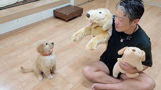 A new brother arrived on the day when the family got . 【Golden Retriever Japan】