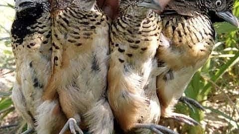 tiếng chim cút mồi