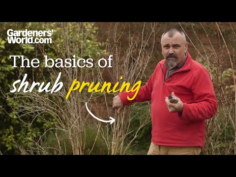 The basics of shrub pruning