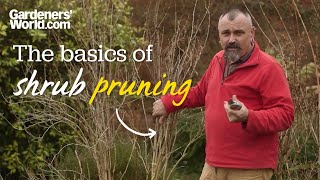 The basics of shrub pruning