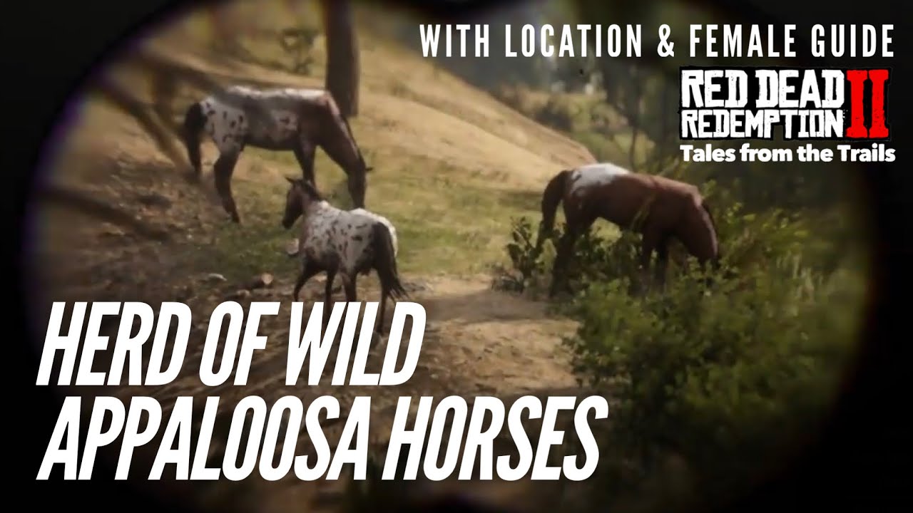 🗣 Red Dead Redemption 2 Herd of Wild Appaloosa Horses Female Guide