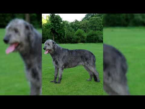 Video: ¿Cuál es el costo de un perro lobo irlandés?