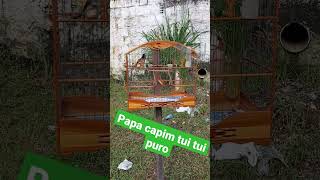 Papa capim tui tui