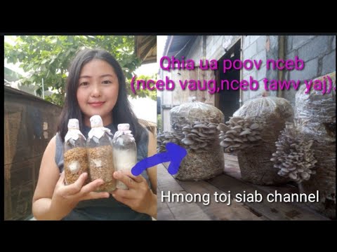 Video: Yuav Ua Li Cas Kib Nceb Champignons
