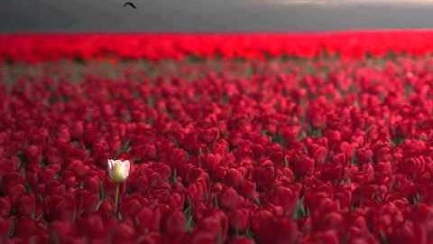 Thumbnail of CUANDO TE BESO  .....NIÑA PASTORI