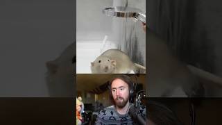 Rats Shower More Than Asmongold 😭