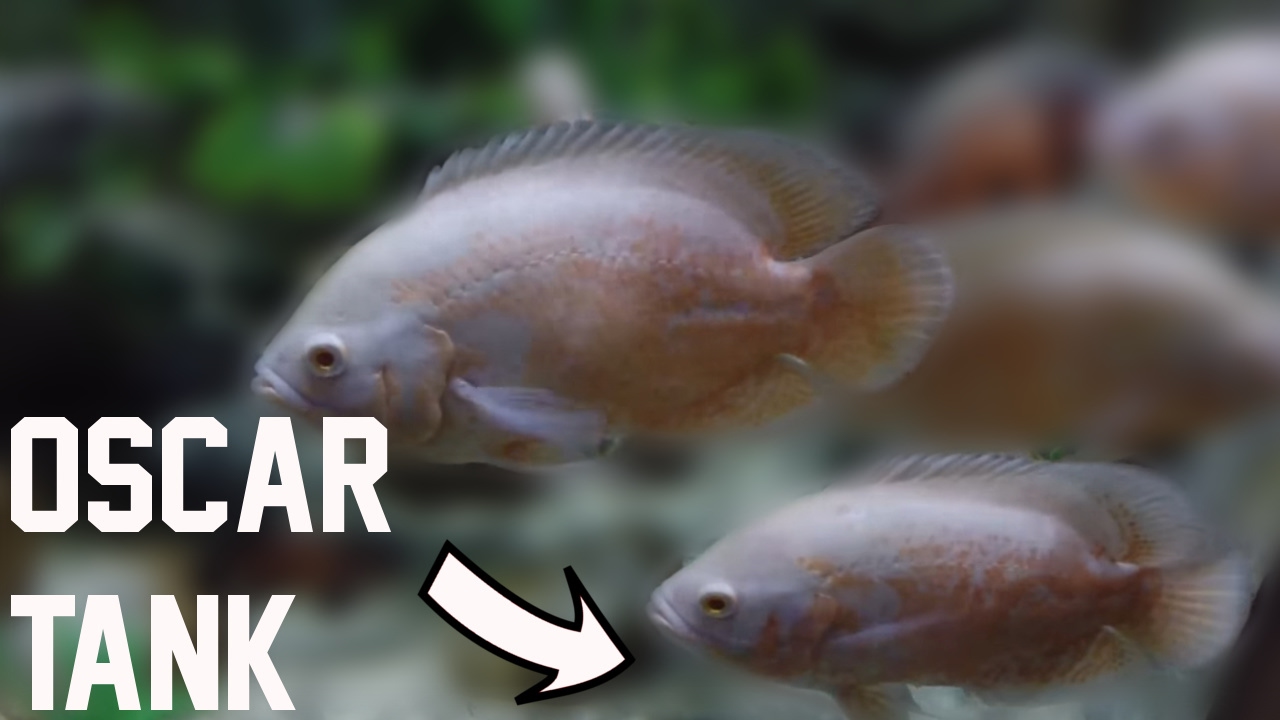biggest oscar fish tank