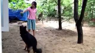 Felsy Our German Sheppered Catch Practice