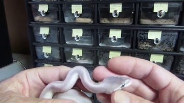 Brian Gundy Produces Patternless Mystic Potion