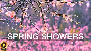 10 Hour 🌸 Calming Rainfall on Cherry Blossoms 🌸 Rain Sounds for Relaxation & Stress-Relief