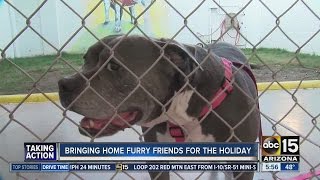 It's your last day to pick up your new furry friend for free