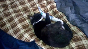 Effie Loves her new Laifug Fish Catnip Toy