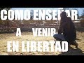 Cómo enseñar a tu caballo a venir en libertad  | Doma Ética