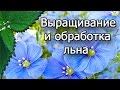 Выращивание и обработка льна. Пряжа лен. Кудель. Волокна льна. Все из крапивы.