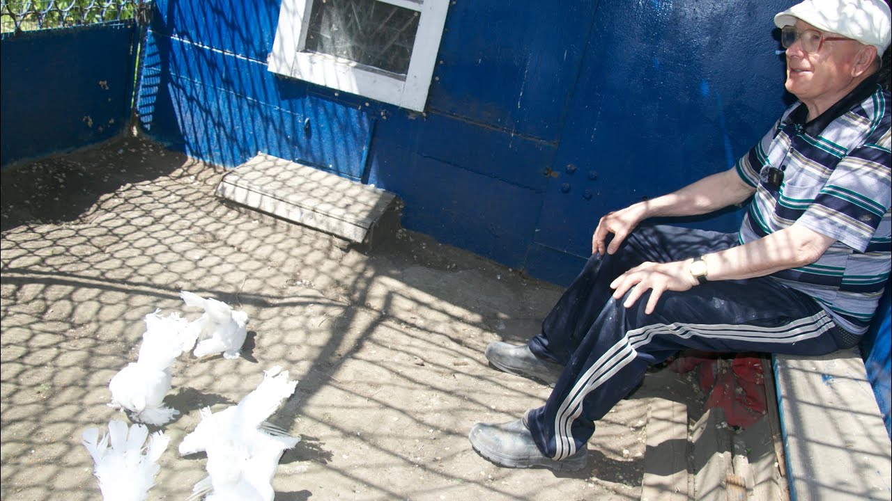 В гостях у заслуженного голубевода России Супрун Олега Степановича.Омские белые хохлатые голуби.
