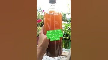 Enzim bồ hòn ngâm thủ công tưới cây, rửa chén