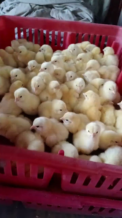 فراخ الصعيدى روص الوادى