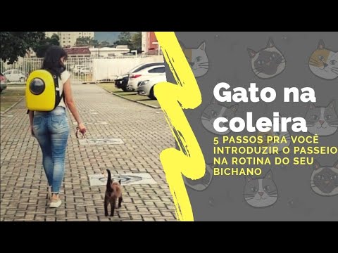 Vídeo: O Que Dar Aos Gatos Ao Caminhar