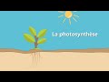 La photosynthse