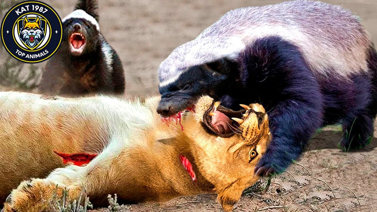 15 Scary MOMENTS Badger Attack Animals Larger Than Themselves CAUGHT