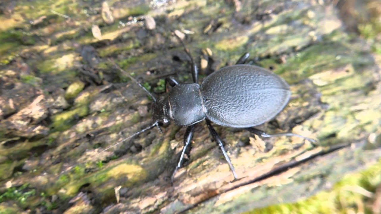 Carabus coriaceus - Ground Beetle / Laufkäfer