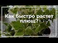 Как быстро растет плющ? | toNature.Info