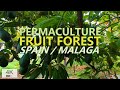 Fruit Forest Permaculture in Malaga, Spain 4K Walk | Raw Vegan Community | Wild Avocado