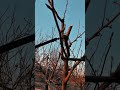 How to prune an apple tree#garden#gardening#apple#tree#pruning#horticulture#technique