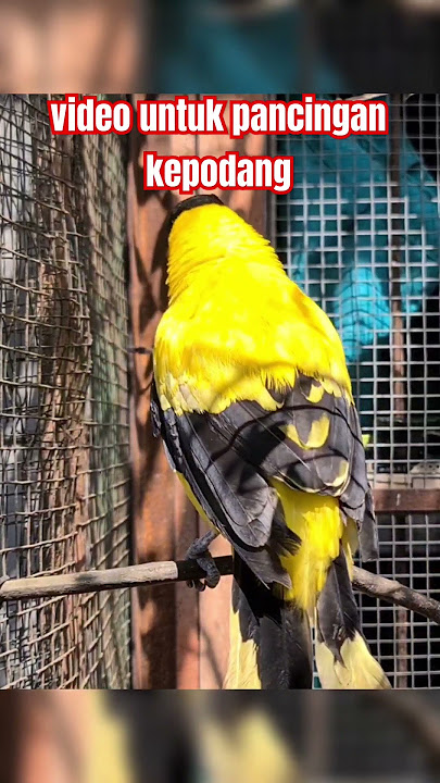 Ini untuk pancingan kepodang malas bunyi #kepodanggacor #kepodangemas #aviarymini