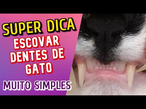 Como ESCOVAR os DENTES do GATO→ Método Bem Simples com um Simples Escova