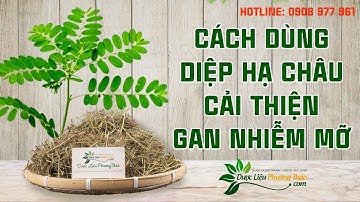 Tác dụng của cây chó đẻ (diệp hạ châu) trong việc cải thiện gan nhiễm mỡ | Dược Liệu Phương Thảo