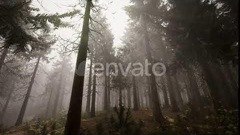 Sunbeams in Natural Spruce Forest | Motion Graphics - Envato elements