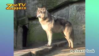 Zoo Safari - Wolf wolven parend - Wolves mating #01