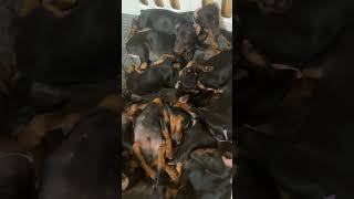 Сколько пинчерят на видео😁??? цвергпинчер щенки, +79267166407 max, telegram