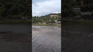 Rio La Chacra, Castro-Chiloe.